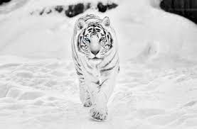 Siberian White Tiger 4k Wallpapers ...