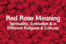 spiritually red rose meaning in