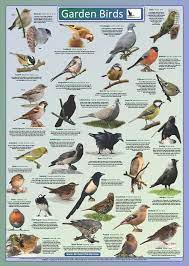 garden bird poster birdwatch ireland