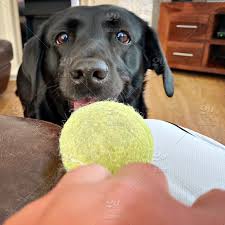 Snout view of an adorable Black Labrador playing with a tennis ball indoors.  FPV, First person perspective as cute pet dog sits and waits for owner to  throw ball during a game