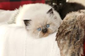Use the search tool below and browse adoptable munchkins! Himalayan Kittens For Sale Persian Kittens For Sale Himalayan Kittens For Sale Persian Kittens