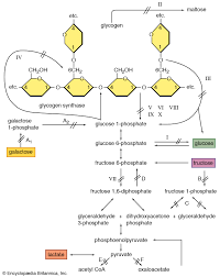 The excess requirement of energy is utilized by carbohydrates carbohydrates are the dietary source of energy. Glycogenolysis Biochemistry Britannica