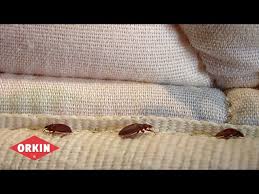 bed bug detection and elimination