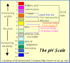 Your Bodys Ph Levels