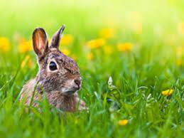 keep rabbits from eating garden plants