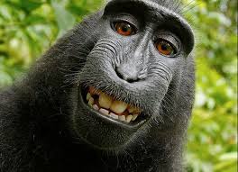 Monkey Selfie Cannot Be Copyrighted: US Regulator | Technology News