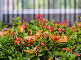 Boxwood is, probably, the most. Screening Plants 15 Fast Growing Screening Plants For Privacy