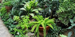 Lush Tropical Garden