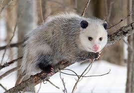 Opossum Trapping Removal Michigan