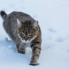 outdoor cats warm and safe in winter