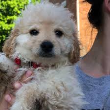 This precious pup is vet checked, vaccinated, wormed, and comes with a 1 year health guarantee. Franny Cockapoo S Home Facebook