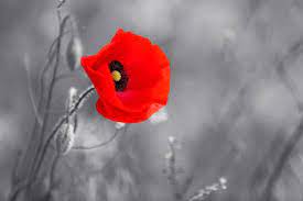 remembrance day poppy images