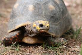 Show off your favorite photos and videos to the world, securely and privately show content to your friends a group for photos of pet tortoises, not zoo tortoises, not wild tortoises, just your pet tortoises. Tortoises Can Master Mazes Animal Cognition