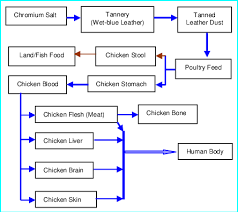 Flow Chart Of The Transport Mechanism Of Chromium From