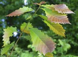 Image result for chinkapin oak