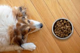 Tim's highly athletic momentum formula dry dog food may be the way to go. Best 22 Commercial Dog Foods For Cushing S Disease Review