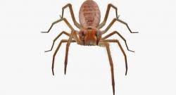 The camel spiders are residents of the desert and nocturnal animals. Camel Spider Iraq 3d Models Stlfinder