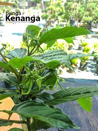 Di pasar dunia, minyak kenanga dari indonesia banyak dimanfaatkan oleh industri kimia parfum. 7 Kelebihan Bunga Kenanga