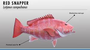 Snapper Fish Identifier Fishtrack Com