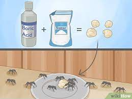 how to get rid of carpenter ants easy