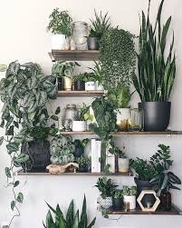 plants indoor plants