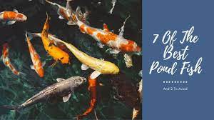 pond fish 7 great choices with