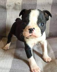 Maybe you would like to learn more about one of these? Boston Terrier Puppies For Sale North Carolina