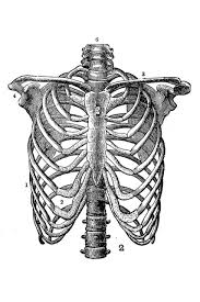 The rib cage is the arrangement of ribs attached to the vertebral column and sternum in the thorax of most vertebrates that encloses and protects the vital organs such as the heart, lungs and great vessels. Rib Cage Human Anatomy Antique Engraving Illustration Cool Wall Decor Art Print Poster 24x36 Poster Foundry