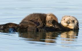 sea otter pup s amazing