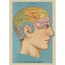 Details About Phrenology Chart Vintage Style Head Poster Decorative Paper Ephemera