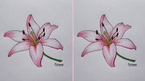 how to draw a lily flower you
