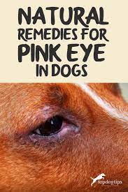natural remes for pink eye in dogs