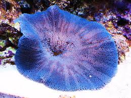 blue ocean anemone hd wallpaper peakpx