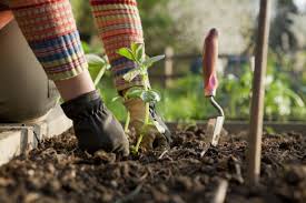 The Best Gardening Tips From Country Life