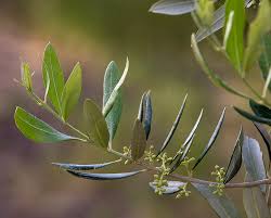Olive Flowering Pollination And Fruit Set Factors The