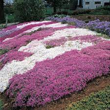 creeping phlox mixture sun perennial