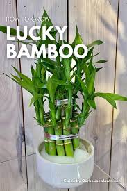 Lucky Bamboo Dracaena Sanderiana
