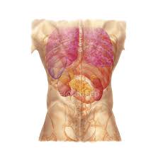 Diagram showing which organs (or parts of organs) are in each quadrant of the abdomen. Abdominal Quadrants With Internal Organs And Rib Cage Square Image Pubic Bones Stock Photo 174712788