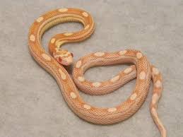 Ease And Cost Of Care Corn Snake