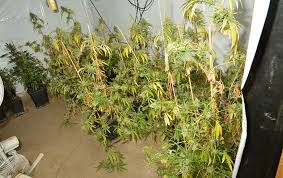 Marijuana as a term varies in usage, definition and legal application around the world. Auetal Polizei Beschlagnahmt Marihuana Plantage