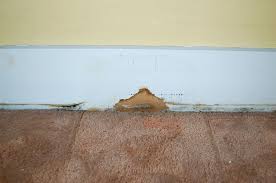 what causes mold to grow on carpets