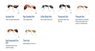 nj homeowner s guide to little black ants
