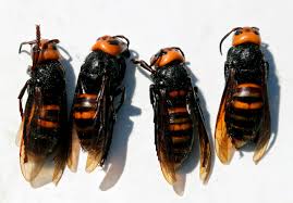 Hornets are the largest of the social wasps. Do Murder Hornets Really Exist The New Yorker
