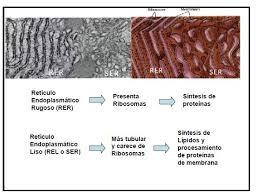 sistema endomembranoso retículo