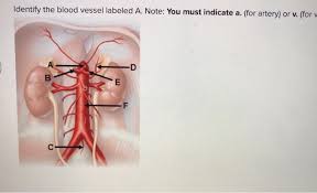While most blood vessels are located deep from the surface and are not visible, the. Identify The Blood Vessel Labeled A Note You Mus Chegg Com