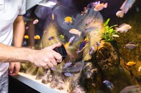 Acrylic Fish Tank Or Glass Fish Tank