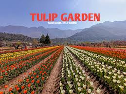 asia s largest tulip garden srinagar