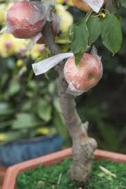Can You Grow Apple Trees In Containers