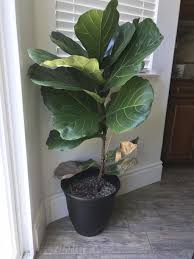 guide to caring for a fiddle leaf fig