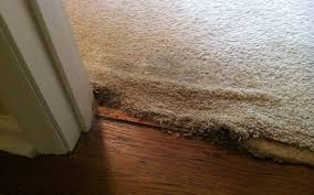 memphis pet damage memphis carpet repair